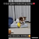 [함안보호소입양홍보] 🐥병아리 링고🐶의 가족을 모십니다💛 이미지