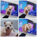 댕댕 일번가 이미지