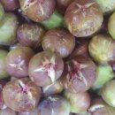 생선예찬 이미지