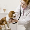 우리덕구동물병원 이미지