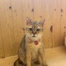 고양이 하루 | 홍대 고양이카페 집사의 하루힐링후기💛