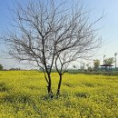 삽교호 호수공원 파크골프장 | 충남 당진시, 삽교파크골프장 이용안내, 이용팁