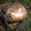 송이농장(1) 이미지