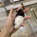 햄스터 분양 햄스터월드 이미지