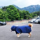 SH켄넬 | 장마철에 마음이 든든해지는 시바견 레인코트, 플랜드 비옷 구매 후기