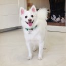 퍼피스테이 온수수영장 애견펜션 이미지