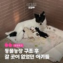 [유기견 입양 후기] 동물농장 '우주'의 여덟 남매, 전원 가족을 만났습니다.