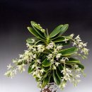 삶 - 관조 이미지