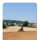 6월 4일 금요일-염치 농사의 시작- 이미지