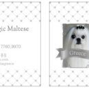 그리시아 화이트 매직 이미지