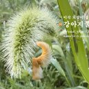 🌱🐕이삭 모양이 강아지꼬리 닮아 강아지풀, 유등천강턱 이미지