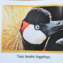 17 The Beak Book 이미지