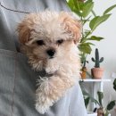 데이지데이 이미지