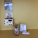 빌라드루이 | 가평 애견동반 1박 2일 여행 / 빌라드루이 애견동반 풀빌라 루이, 가을 남이섬 여행, 남이섬 애견동반...