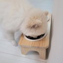 소소아지 이미지