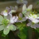 Anemonella(rue-anemone) 이미지