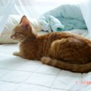 회성동231 이미지