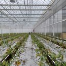 김제체육관 | 급격하는 날씨 속에 하우스난방이 따라오지 못할 때 방법은? - 김제 560평 딸기 비닐하우스 난방기 설치