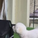 쿨한 강아지 | 모란역 파스타 맛집 글리브 , 다소 실망스러웠던 후기