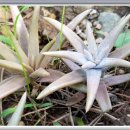 바위솔민박 이미지