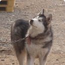 똥강아지 이미지