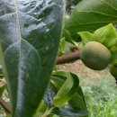 교촌농장 이미지