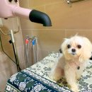 펫트리파크