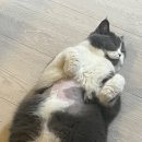 서울동물심장병원 이미지