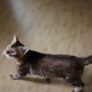 소유뱅갈캐터리 이미지