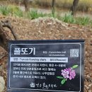 풀또기 꽃 이미지