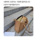 대학들의 고양이자랑 이미지