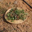 청명농장 | 샐러드연맹 x 벗밭 2026.3.14 년 냉이마트 후기