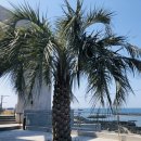 비에노즈 이미지