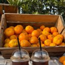 어린왕자 | 제주도 감귤체험 제주 감귤따기 체험 어린왕자 감귤밭 12월 후기