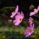 소리모아 이미지