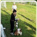 강아지 보호센터 이미지