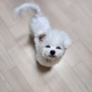 THE DOG SALON 이미지