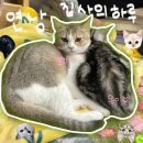 집사의하루 연남점 이미지