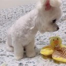 러블리하개 이미지