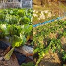 전원의 낭만 이미지