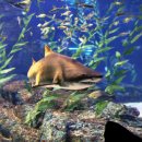 아쿠아리움 이미지