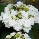 도피오 DOPPIO 이미지