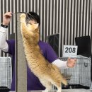 골든키티캐터리 이미지