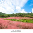 핑크뮬리 이미지