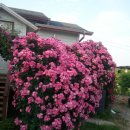 안젤라농장 이미지