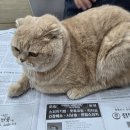 마이펫종합동물병원 | 고양이 종합백신 예방접종 챙기기