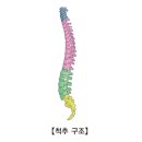 노인성 척추후만증(Senile Kyphosis)근 골격질환이란? 이미지