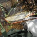 보성강6 이미지