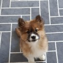 내품에 강아지 이미지