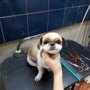 윤애견미용 이미지